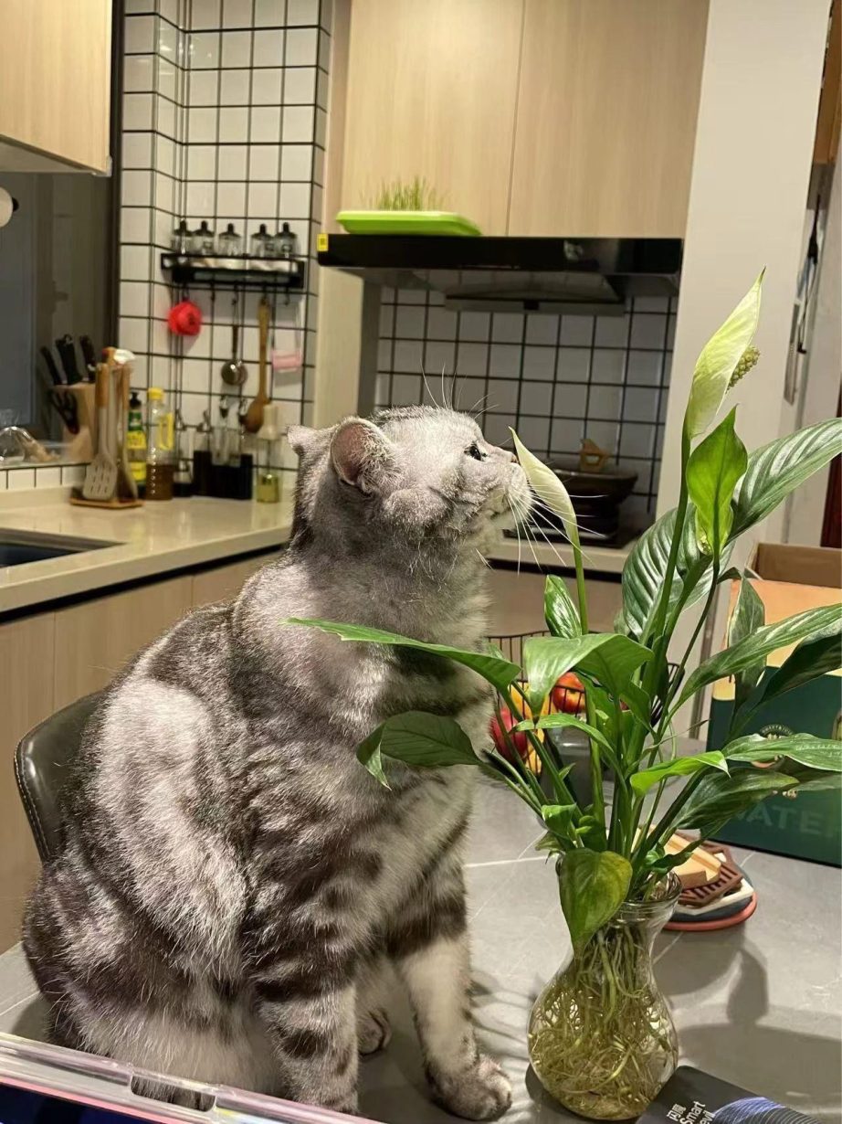 貓與自然的對話-114